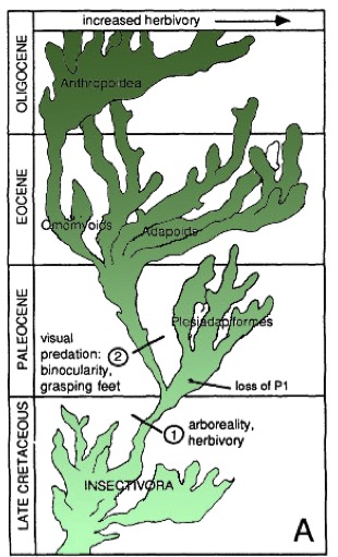 2. Orden Primates « Hominin Evolution & Ecology