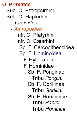 044-Hominoidea_taxa.jpg