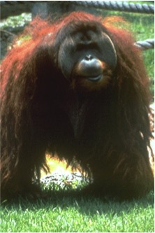 049-orangutan.jpg