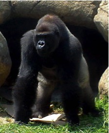 050-gorila.jpg