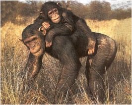 051-chimp.jpg