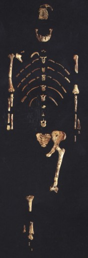 077-Au_afarensis.jpg