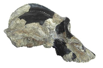 091-P_aethiopicus.jpg