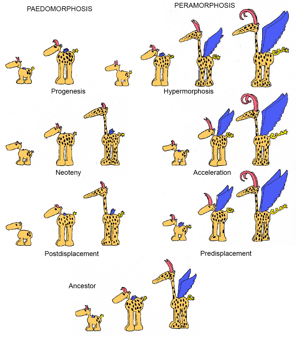 Peramorphosis 1. Tempo and mode « Hominin Evolution & Ecology