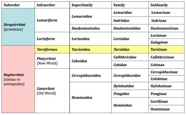 Primate_Taxonomy.jpg
