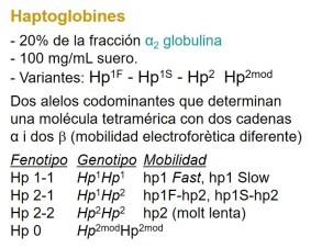 haptoglobina-1.jpg