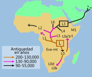 mtDNA-linajes.jpg